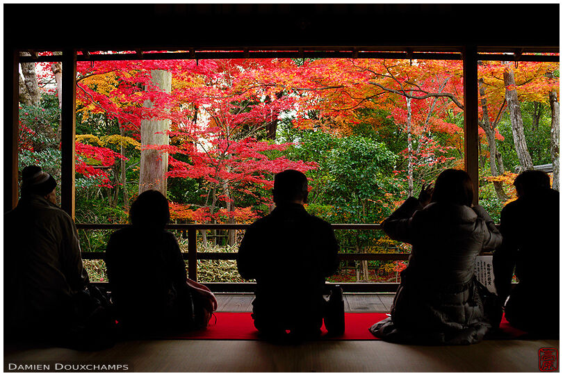 Admiring autumn colours in Daiho-in temple, Kyoto