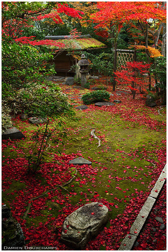 Japanese garden in autumn, Daiho-in temple, Kyoto