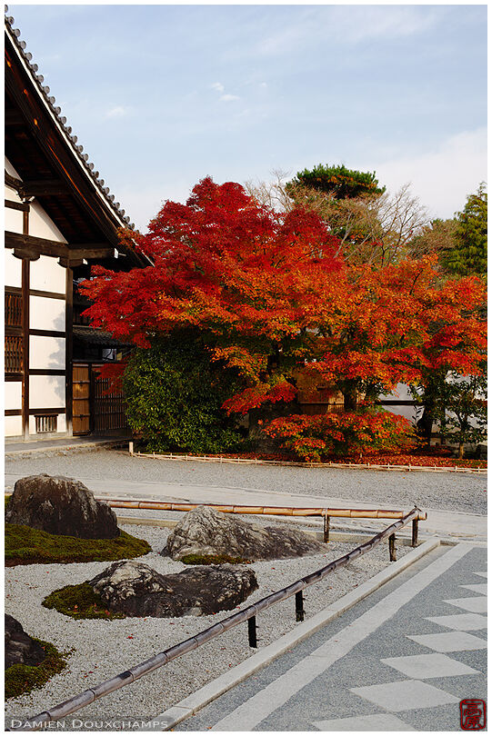Front rock garden of Tenryu-ji temple with red maple tree, Kyoto, Japan