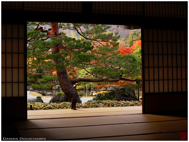 A window on a beautiful pine tree and autumn colours, Tenryu-ji temple, Kyoto, Japan