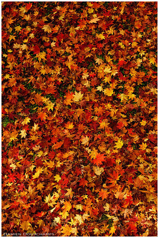Carpet of brightly coloured fallen maple leaves in Tenryu-ji temple, Kyoto, Japan