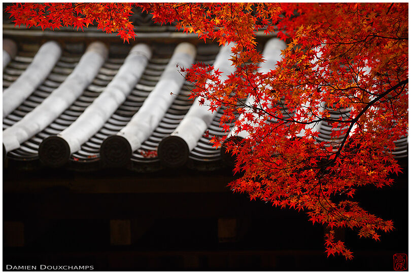 Roof lines and bright red momiji maple tree in Rokuo-in temple, Kyoto, Japan
