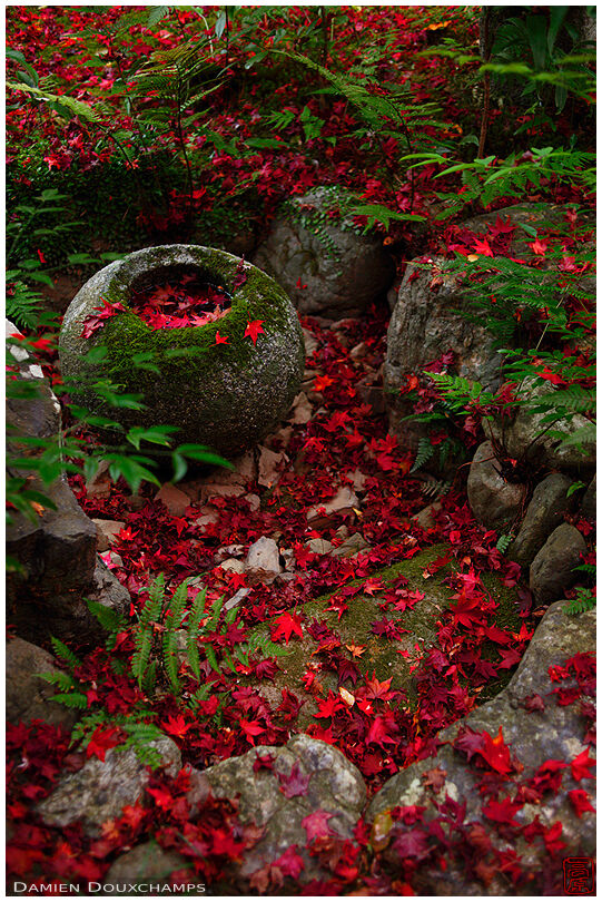 Bright red fallen maple leaves on dry tsukubai, Enri-an temple, Kyoto, Japan