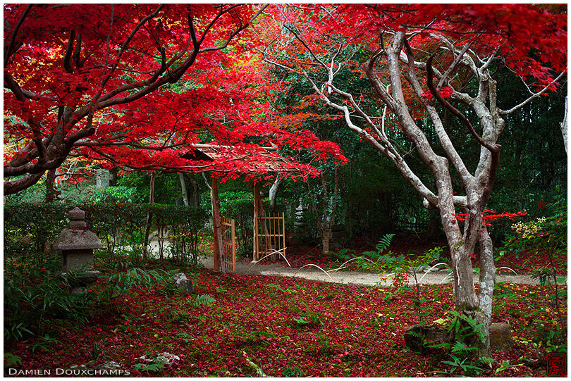 Red autumn colours in the small garden of Enri-an temple, Kyoto, Japan