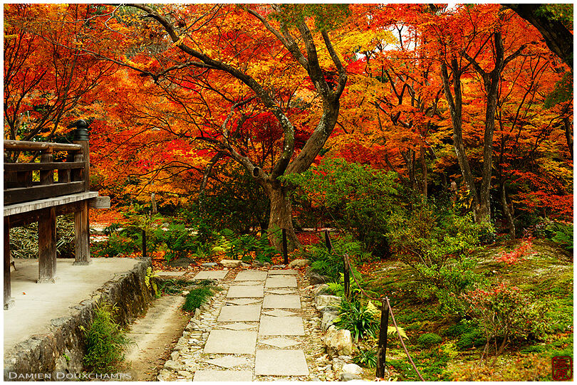 Bright autumn foliage in Hokyo-in temple garden, Kyoto, Japan