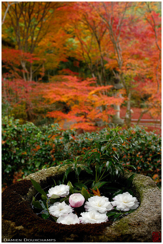 Flowers in twukubai water basin surrounded by autumn foliage, Jikishi-an temple, Kyoto, Japan