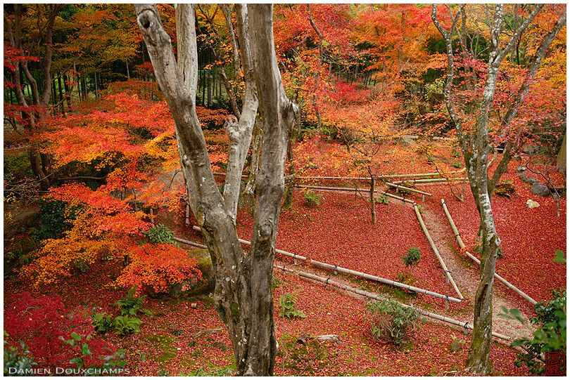 Red fallen leaves carpet on the lower garden of Jikishi-an temple, Kyoto, Japan