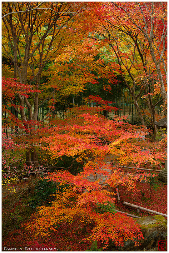Impressive autumn colors in Jikishi-an temple garden, Kyoto, Japan