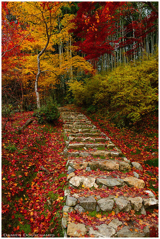 Stairs covered with fallen autumn leaves on the grounds of Jikishi-an temple, Kyoto, Japan