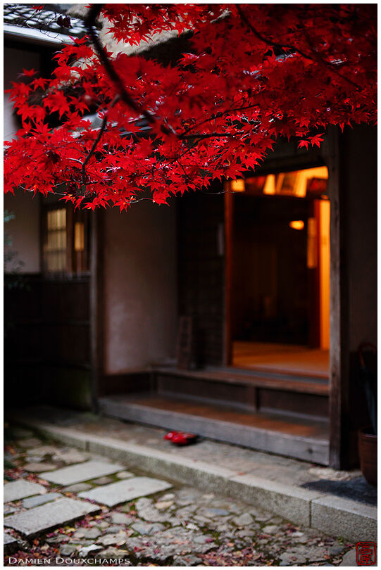 Red maple tree and warm light at the entrance of Jikishi-an temple, Kyoto, Japan