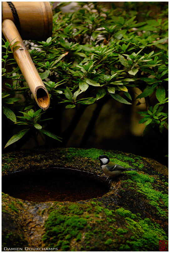 Tit drinking from tsukubai water basin in the Sumiya, Kyoto, Japan