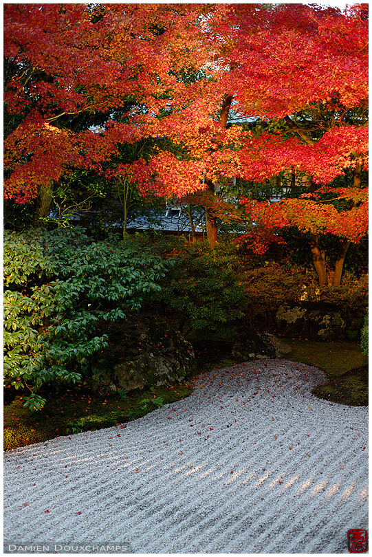 Autumn colours over raked rock garden, Entoku-in temple, Kyoto, Japan