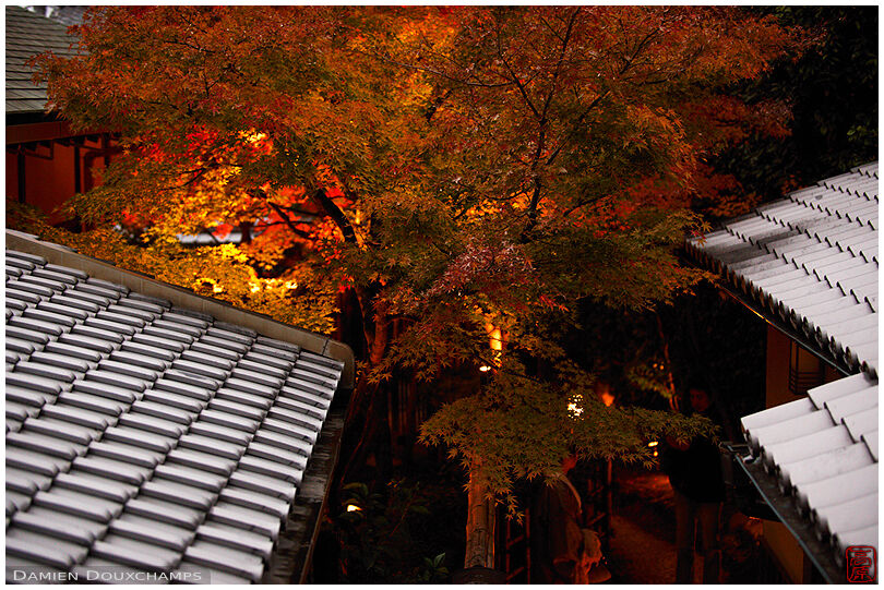 Lit-up autumn colors over a narrow alley in the Nene-no-michi area of Gion, Kyoto, Japan