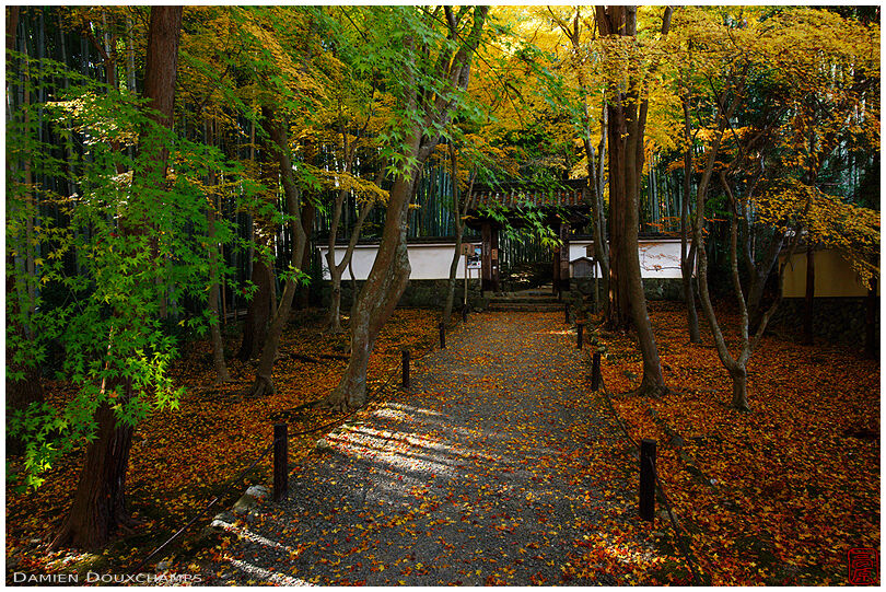 Fallen leaves and early autumn colours at the entrance of Jizo-in temple, Kyoto, Japan