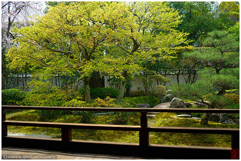 Cherry blossoms and early new green leaves in Shōdeneigen-in temple, Kyoto, Japan