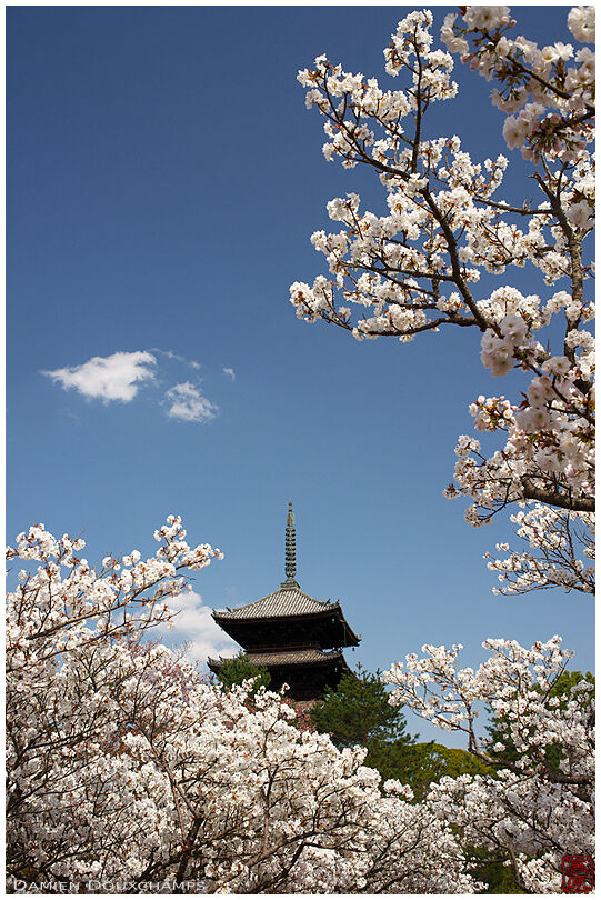 Pagoda surrounded by blue sky and cherry blossoms in Ninna-ji temple garden, Kyoto, Japan