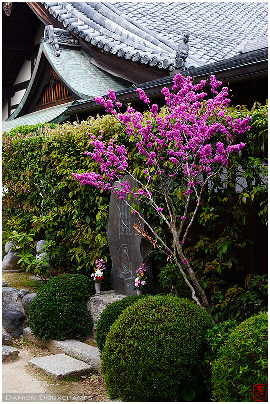 Pink plum blossoms at the entrance of Chisho-in temple, Kyoto, Japan