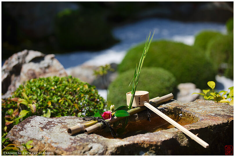 Tsukubai water basin with ladle and floral composition on a sunny day in the garden of Taizo-in temple, Kyoto, Japan