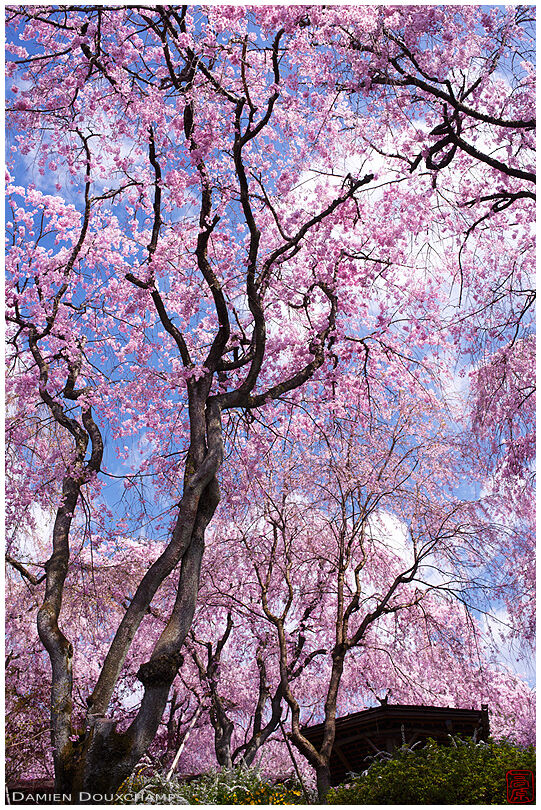 Pink cherry blossoms and blue sky in Haradani-en garden, Kyoto, Japan