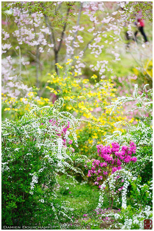 Flowers everywhere in Haradani-en garden, Kyoto, Japan