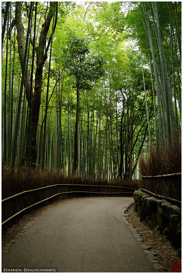 Bamboo Alley 嵯峨竹林