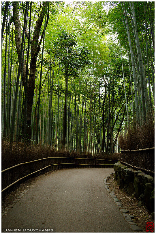 The bamboo alley in Arashiyama, Kyoto, Japan