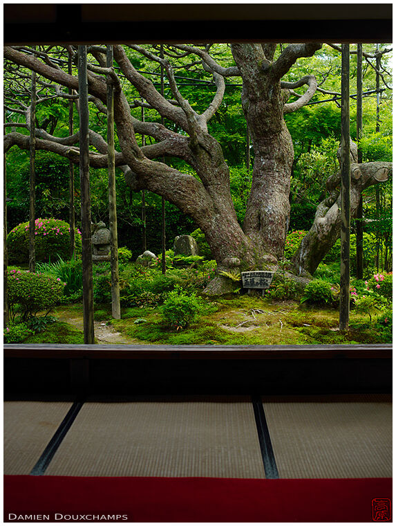 The centuries old pine tree of Hosen-in temple, Kyoto, Japan