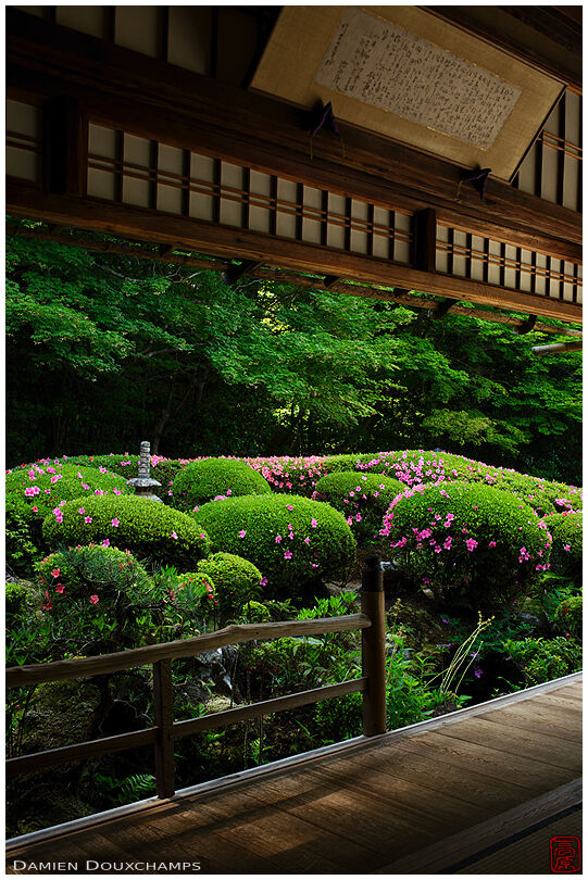 Touches of pink azalea flowers in Shisendo garden as viewed from the main temple hall, Kyoto, Japan