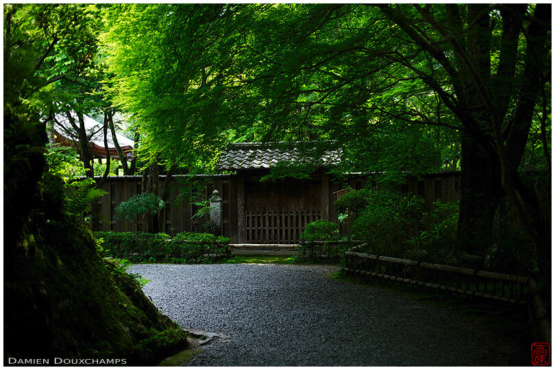 Dark green foliage at the entrance of Kozan-ji temple, Kyoto, Japan