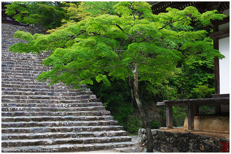 New green leaves in spring at the foot of the long stairs towards Jingo-ji main hall, Kyoto, Japan