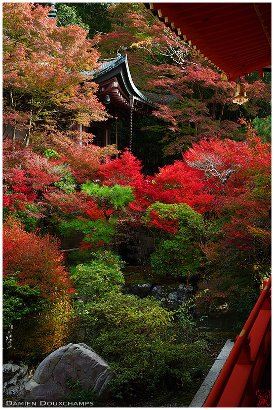 Red bushes and autumn foliage in Bishamon-do temple, Kyoto, Japan