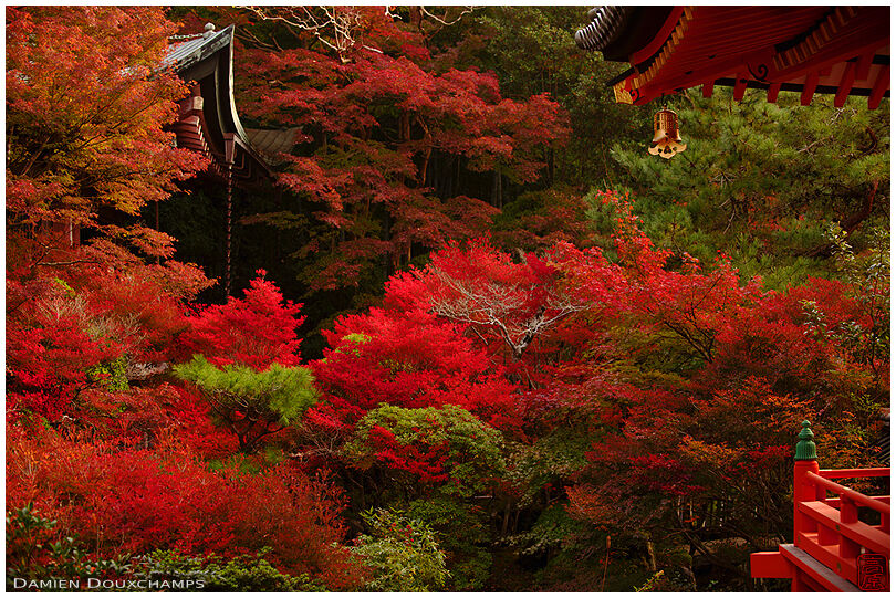 Bright autumn colours with maple trees and red bushes in Bishamon-do temple, Kyoto, Japan