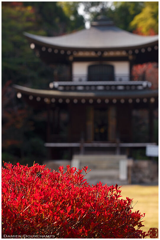 Red bush and small pagoda in Kaju-ji temple, Kyoto, Japan