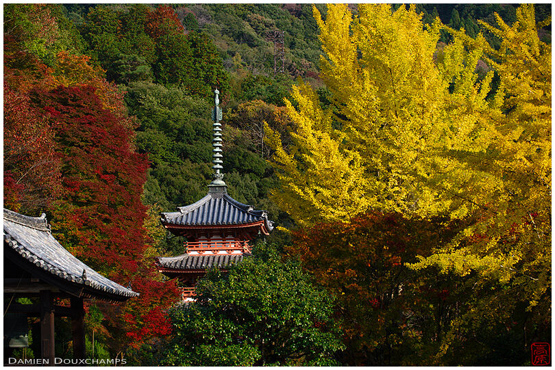 Pagoda, belfry and huge yellow ginkgo tree in Mimuroto-ji temple, Kyoto, Japan