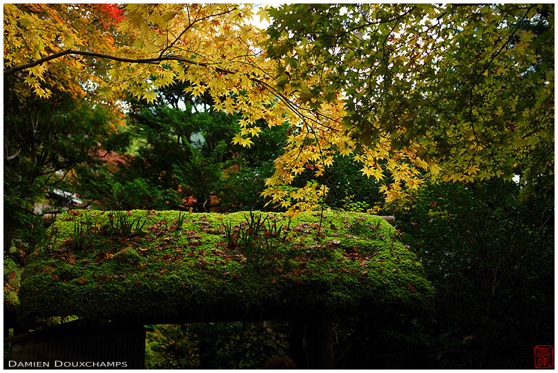 Moss covered small gate roof and yellow autumn colour accents in Jakko-in temple, Kyoto, Japan