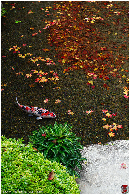 Koi carp with fallen maple leaves in the small pond of Jakko-in temple, Ohara valley, Kyoto, Japan
