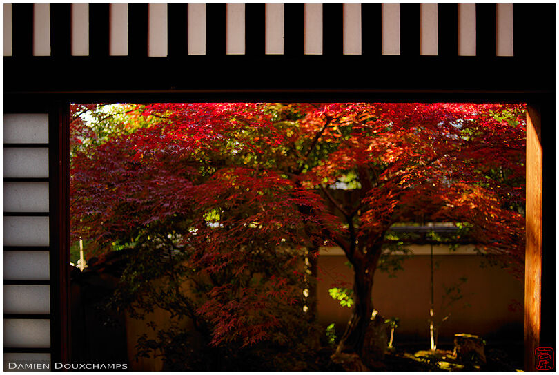 Red autumn colours, Tenkyu-in temple, Kyoto, Japan