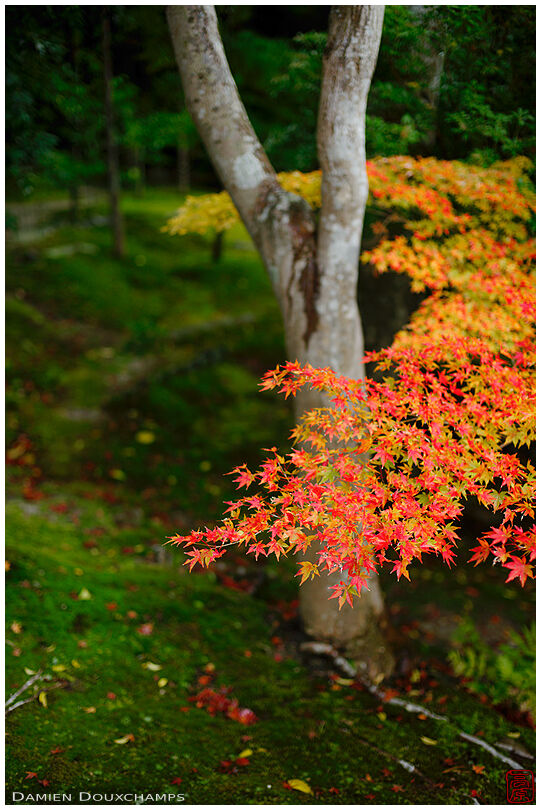 Simple autumn colors over moss garden, Isui-en garden, Nara, Japan