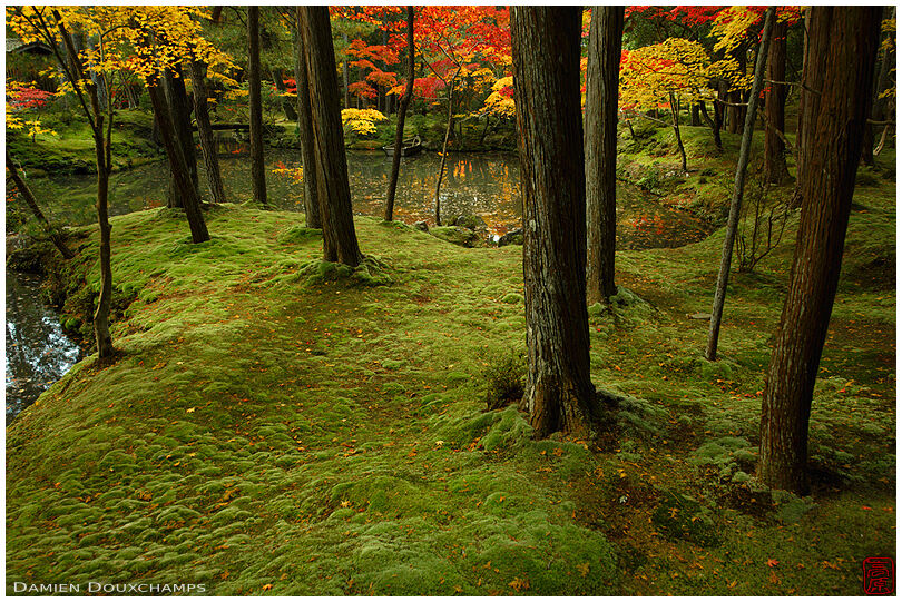 Moss-covered grounds in the garden of Saiho-ji temple, a UNESCO World Heritage site of Kyoto, Japan