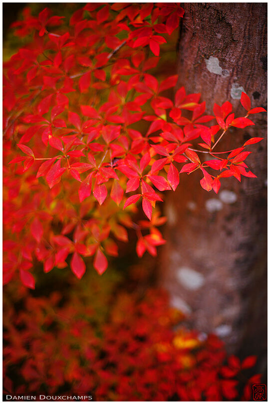 Bright red dodan tsutsuji bush in Hyokyo-in temple gardens, Kyoto, Japan