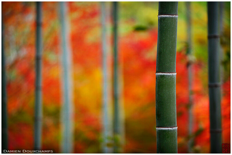 Bamboo forest and autumn colours, Kyoto, Japan