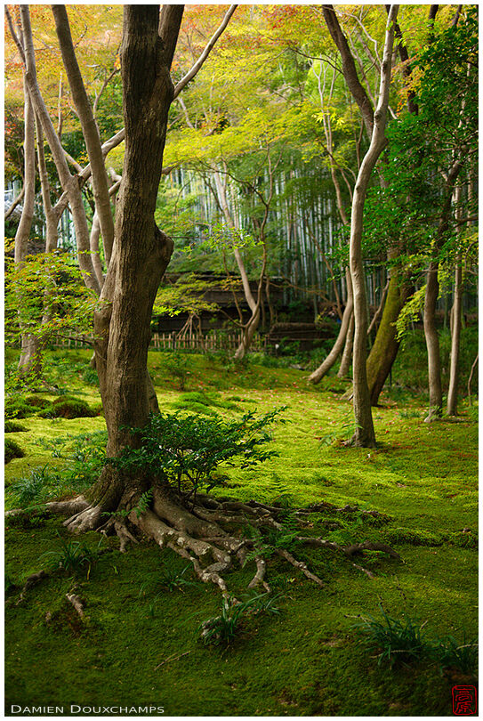 The exquisite moss garden of Giyo-ji temple, Kyoto, Japan