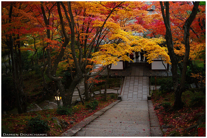 Red maple trees covering the main stairs of Jojakko-ji temple, Kyoto, Japan