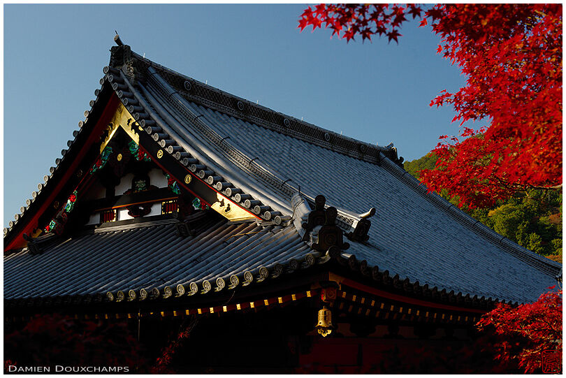 Red autumn foliage near recently repainted temple roof with golden accents, Bishamondo, Kyoto, Japan