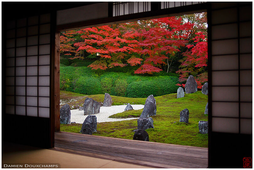 Modern moss and rock garden with fiery red autumn colours in Komyo-in temple, Kyoto, Japan