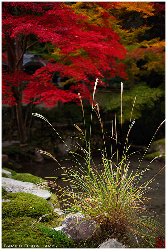 Susuki grass and red autumn colors around the pond of Nanzen-in temple, Kyoto, Japan