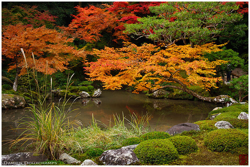 Yellow maple tree leaning over pond, Nanzen-ji temple zen garden, Kyoto, Japan
