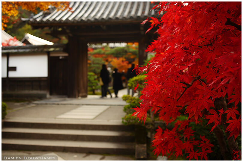 Red maple tree at the entrance gate of Saisho-in temple, Kyoto, Japan