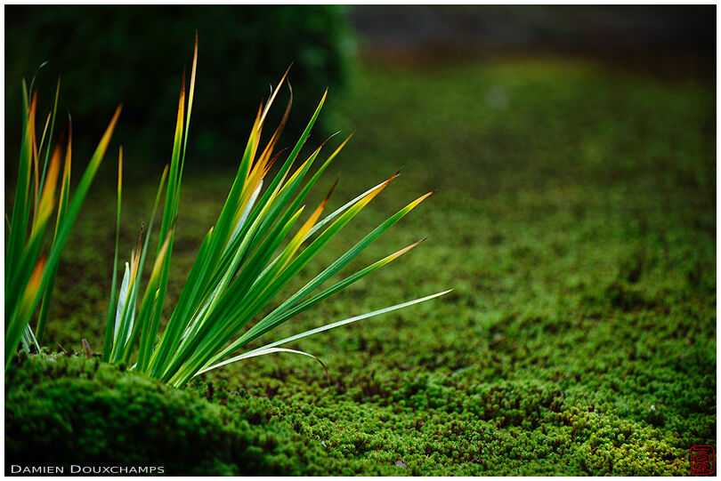 Blades of grass erupting from moss garden, Nanyo-in temple, Kyoto, Japan