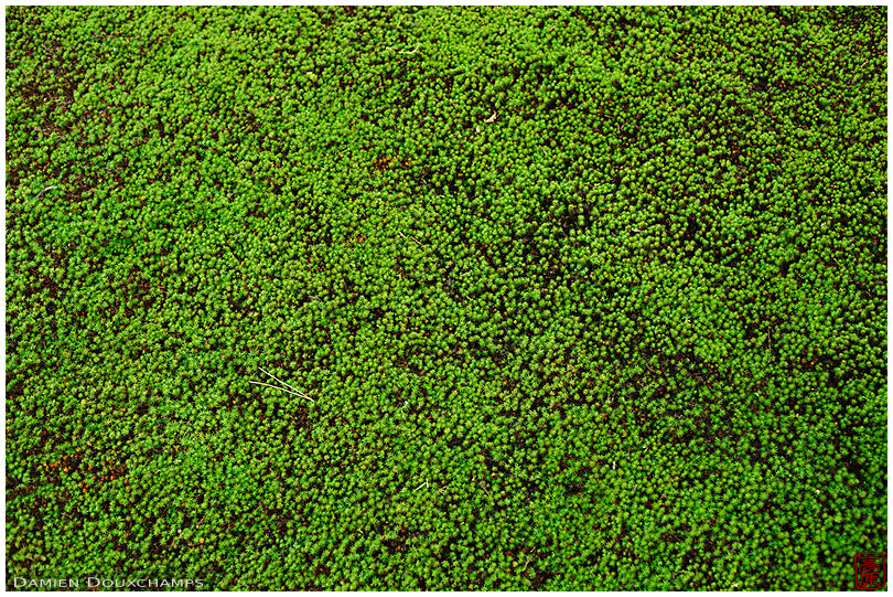 Moss surface, Nanyo-in temple, Kyoto, Japan